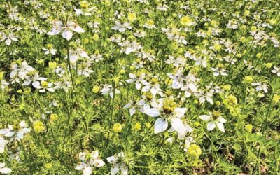 ハイムチャールの農家がブラッククミン栽培を選択