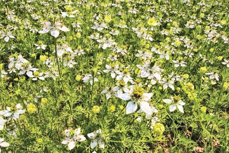 ハイムチャールの農家がブラッククミン栽培を選択