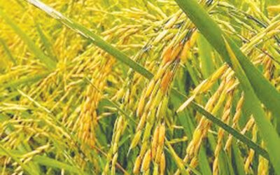 スナムガンジ県はボロ小麦の生産量を120万トン以上にすることを目標としている。