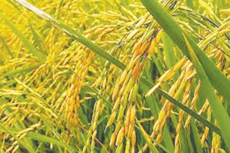 スナムガンジ県はボロ小麦の生産量を120万トン以上にすることを目標としている。