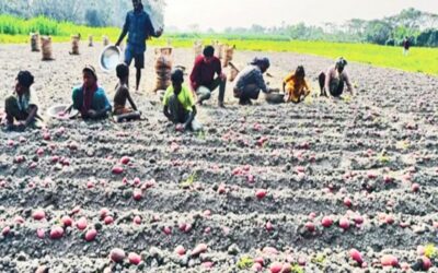 チャンドプールの農家はジャガイモの適正価格に懐疑的