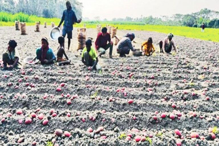 チャンドプールの農家はジャガイモの適正価格に懐疑的