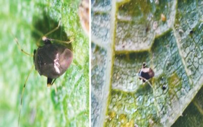 BARIが国内で新たな害虫を検出