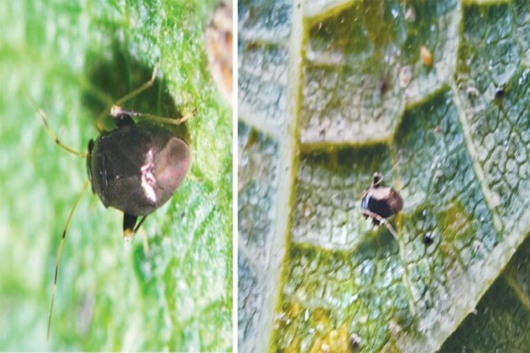 BARIが国内で新たな害虫を検出