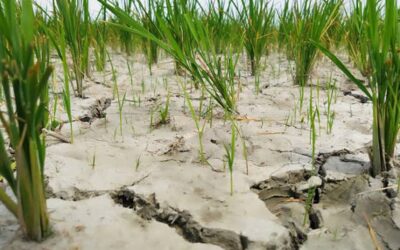 燃料不足がコックスバザールのボロ米栽培に支障をきたす