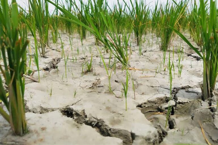 燃料不足がコックスバザールのボロ米栽培に支障をきたす