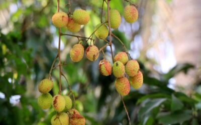 猛暑がラジシャヒ産ライチに大きな被害を与えている。生産者たちは懸念を抱いている。