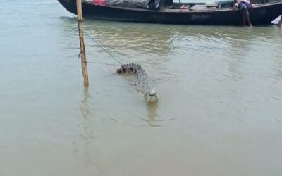 ファリドプルで漁具に絡まったワニが人々の好奇心を掻き立てる