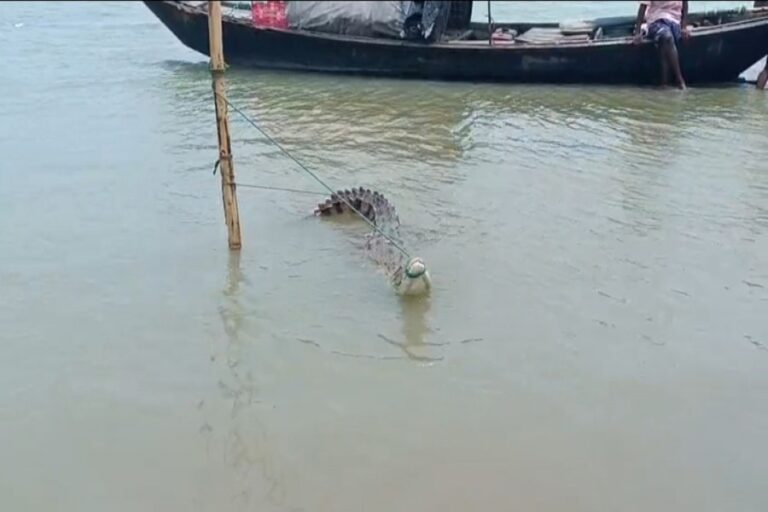 ファリドプルで漁具に絡まったワニが人々の好奇心を掻き立てる