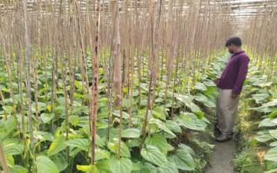 マヘシュカリのキンマの葉は世界的に高い評価を得ている