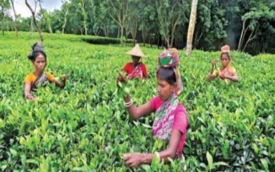 茶業界は様々な課題に直面している