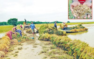 首相は、被害を受けたハオール地域の農民への支援を発表した。