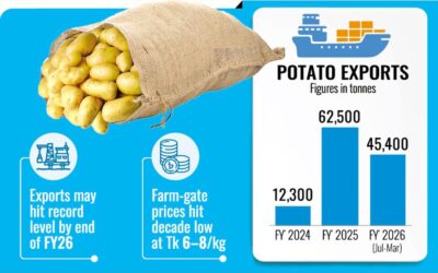 ジャガイモの輸出は増加するも、価格の急落で農家は苦境に立たされている。