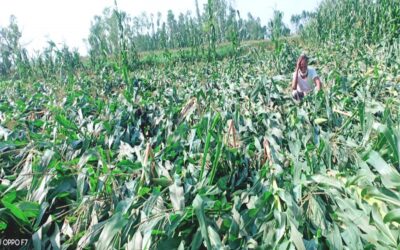 嵐でトウモロコシ畑が壊滅し、ラングプールの農民たちは意気消沈している。