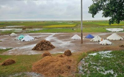 シレットで雨と鉄砲水によりボロ米75億タカ相当が被害を受ける