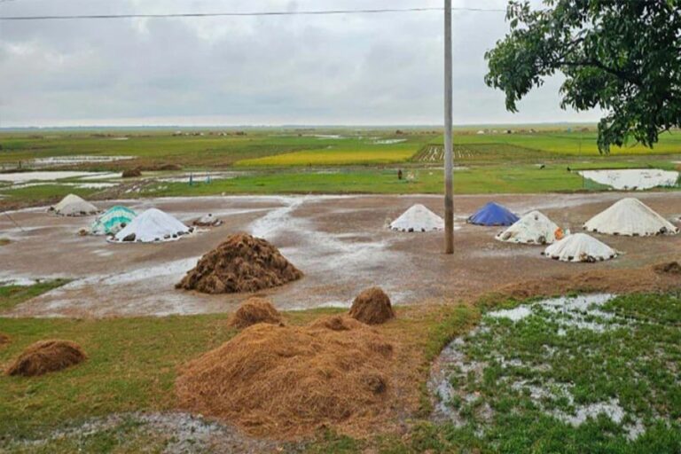 シレットで雨と鉄砲水によりボロ米75億タカ相当が被害を受ける