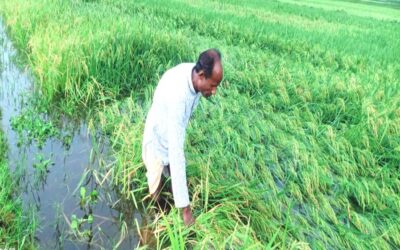 豪雨によりボロの収穫量への期待が打ち砕かれ、作物の大惨事が予想される。