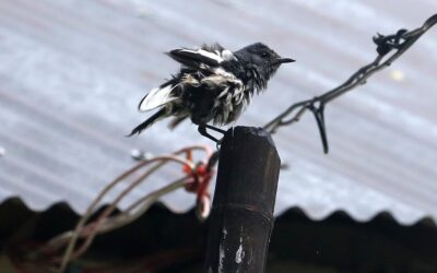 雨の日の鳥たち