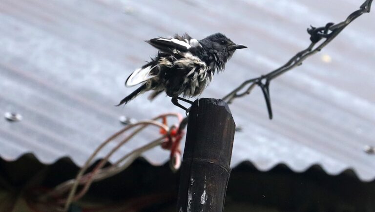 雨の日の鳥たち