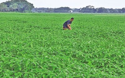 BJRI Tosha Jute-9 がゴパルガンジで人気を集める
