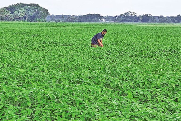 BJRI Tosha Jute-9 がゴパルガンジで人気を集める