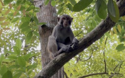 サルが食料を求めてシャリアトプールの人間の居住地に大挙して押し寄せる