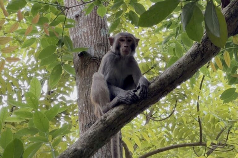 サルが食料を求めてシャリアトプールの人間の居住地に大挙して押し寄せる
