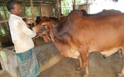 イード後の余剰牛はマグーラの牛飼育者にとって悩みの種