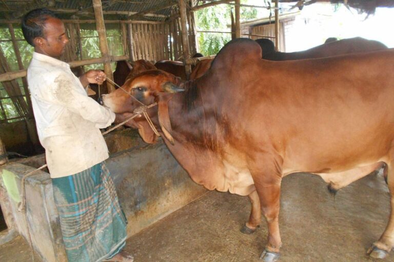イード後の余剰牛はマグーラの牛飼育者にとって悩みの種