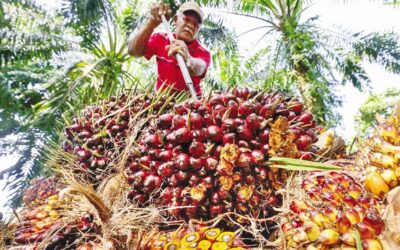 マレーシア産パーム油価格が3％急騰し、4週間ぶりの高値に。
