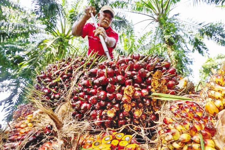 マレーシア産パーム油価格が3％急騰し、4週間ぶりの高値に。