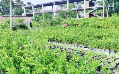 バスデブプール：苗木栽培が数十年にわたる産業へと発展した村