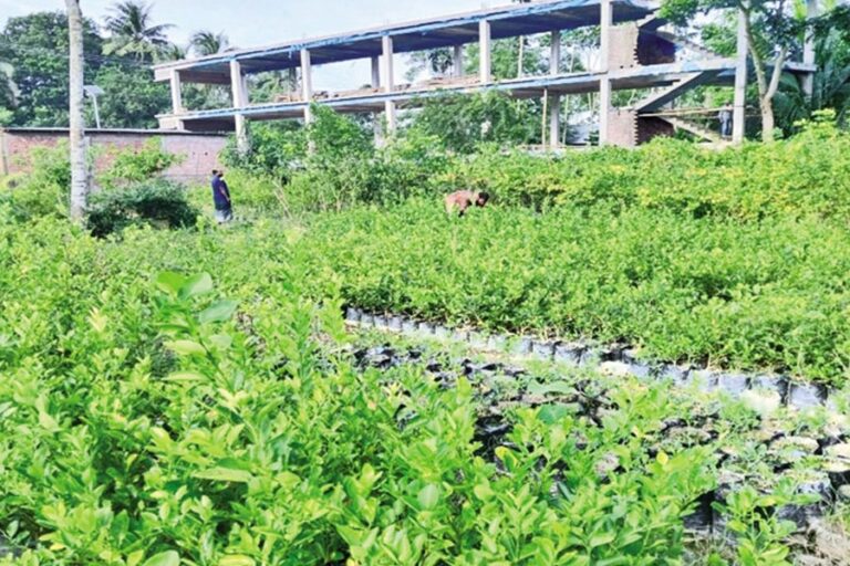 バスデブプール：苗木栽培が数十年にわたる産業へと発展した村