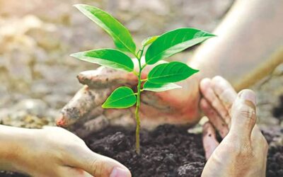 植樹活動や政府のこうしたプログラムへの情熱