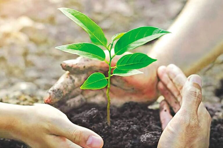 植樹活動や政府のこうしたプログラムへの情熱