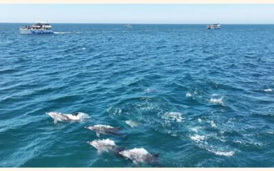 世界の海洋温度が過去最高を記録