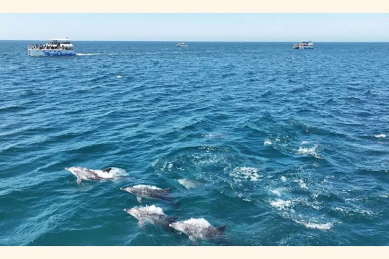 世界の海洋温度が過去最高を記録
