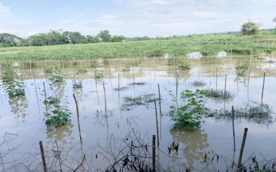 雨により2,100ヘクタールの農作物が壊滅的な被害を受ける
