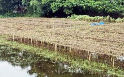雨による農作物被害がボグラの農家に甚大な損失をもたらす