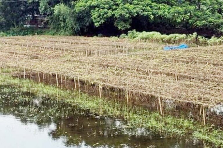 雨による農作物被害がボグラの農家に甚大な損失をもたらす