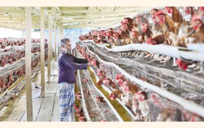 零細農家が養鶏場の手入れをしている