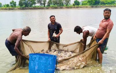 ダウドカンディ氾濫原では、年間250億タカ相当の魚が水揚げされる。