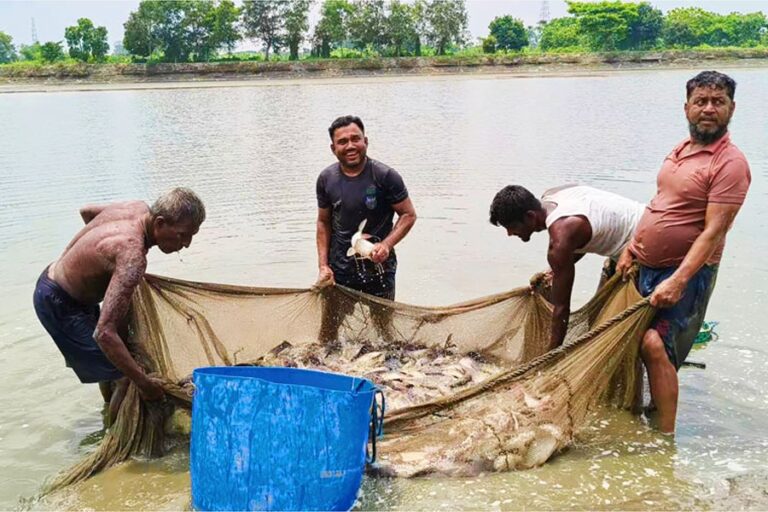 ダウドカンディ氾濫原では、年間250億タカ相当の魚が水揚げされる。