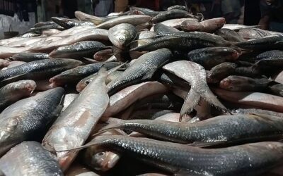 1つの網で捕獲された46マウンドのヒラサが、約500万タカで売却された。