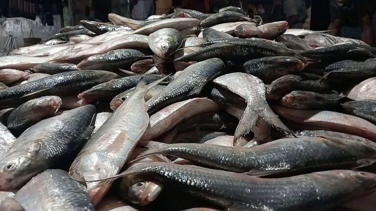1つの網で捕獲された46マウンドのヒラサが、約500万タカで売却された。