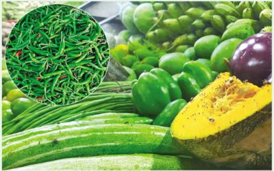 北部では過剰な降雨により野菜作物が被害を受けた。