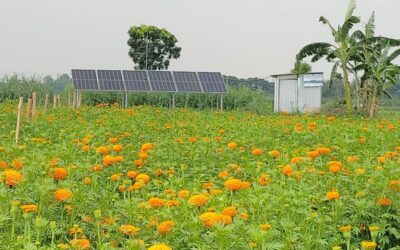太陽光発電ポンプにより、ジェナイダの農家の灌漑コストが削減される