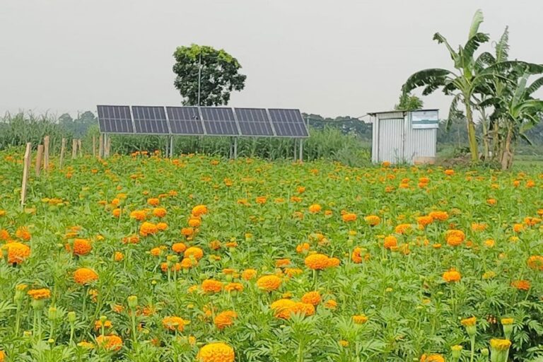 太陽光発電ポンプにより、ジェナイダの農家の灌漑コストが削減される