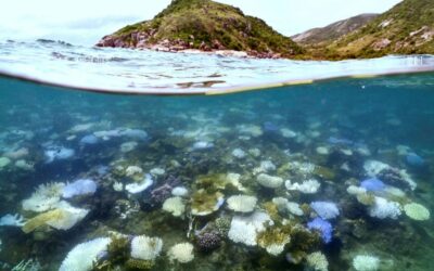 ほぼすべてのサンゴ礁が50年以内に崩壊する危険性がある：IUCN
